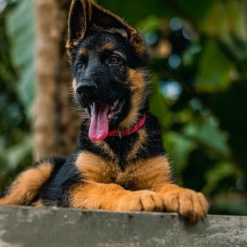 German-Shepherd