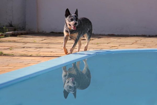 German-Shepherd-Blue-Heeler-Mix