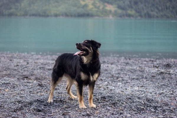 German-Shepherd-Blue-Heeler-Mix