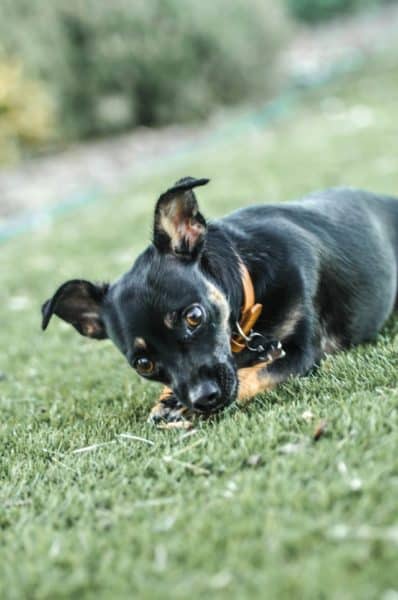 German-Shepherd-Chihuahua-Mix