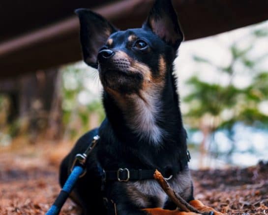 Small-German-Shepherd-Chihuahua-Mix-laying-in-leaves