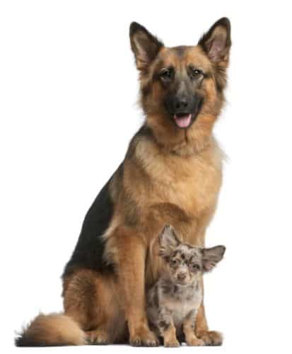 German-Shepherd-and-Chihuahua