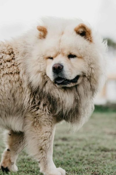 German-Shepherd-Chow-Chow-Mix