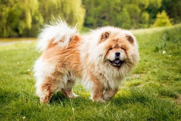 German-Shepherd-Chow-Chow-Mix