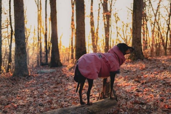 German-Shepherd-Coonhound-Mix