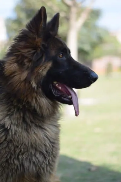 German-Shepherd-Dog