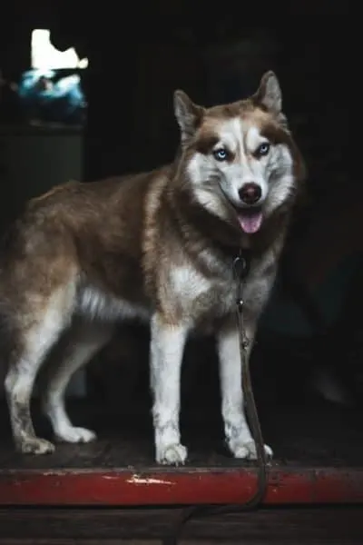 German Shepherd Husky Mix with blue eyes