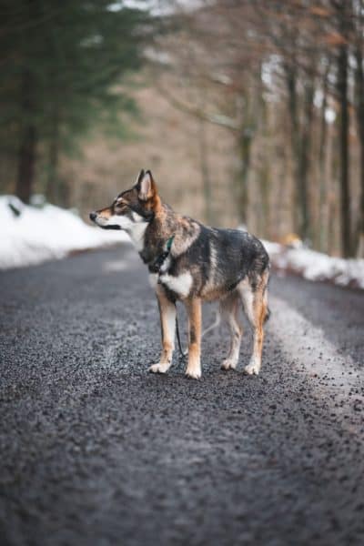 Shepsky-standing-in-the-middle-of-a-road