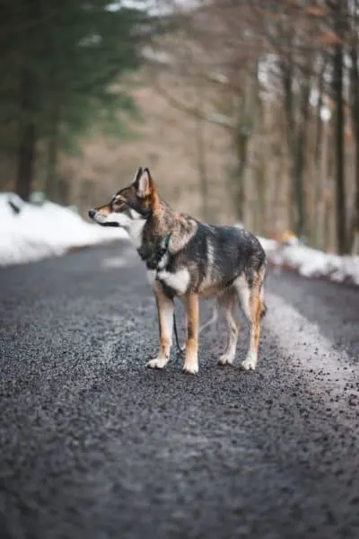 Shepsky standing in the middle of road