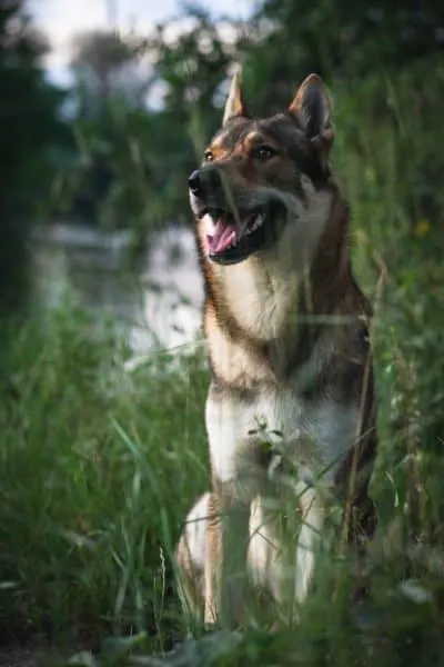 German Shepherd Husky Mix sitting in tall grass