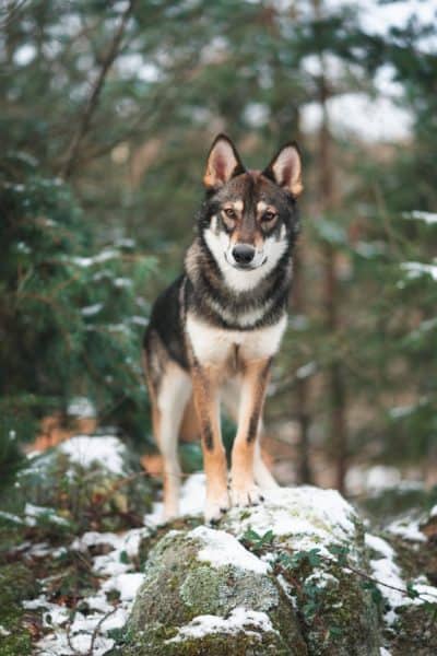 German-Shepherd-Husky-Mix-standing-in-forest