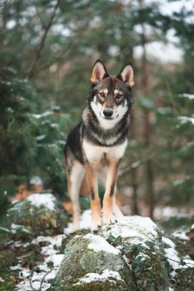 German-Shepherd-Husky-Mix-standing-in-forest