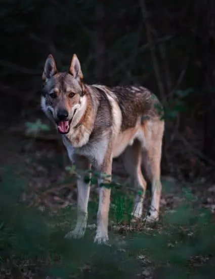 German Shepherd Husky Mix standing in the forest