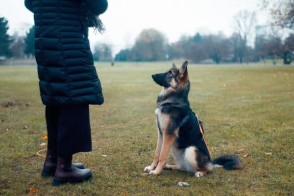 German-Shepherd-Names