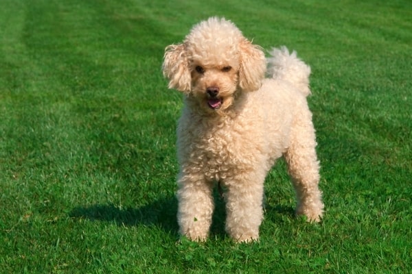 German-Shepherd-Poodle