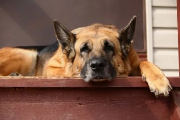 Treat-German-Shepherd-Throwing-Up