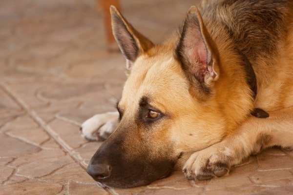 German-Shepherd-Throwing-Up-In-Life-Stages