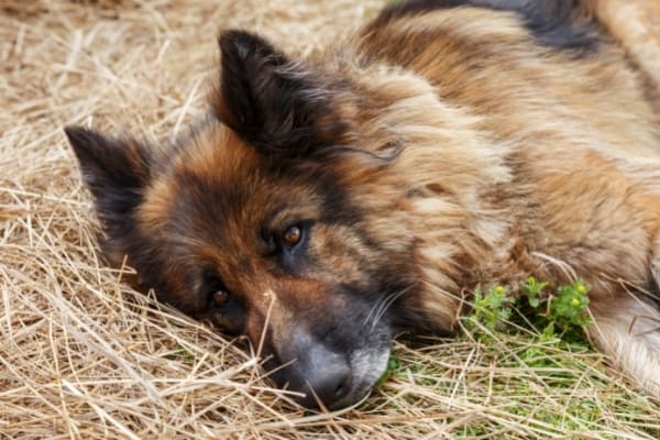 German-Shepherd-Throwing-Up