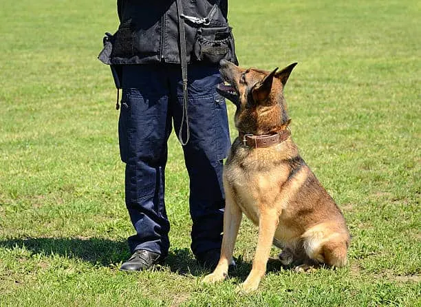 German-Shepherd-Training-Commands