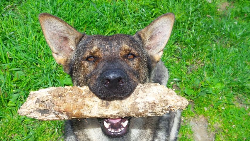 Common-German-Shepherd-Commands