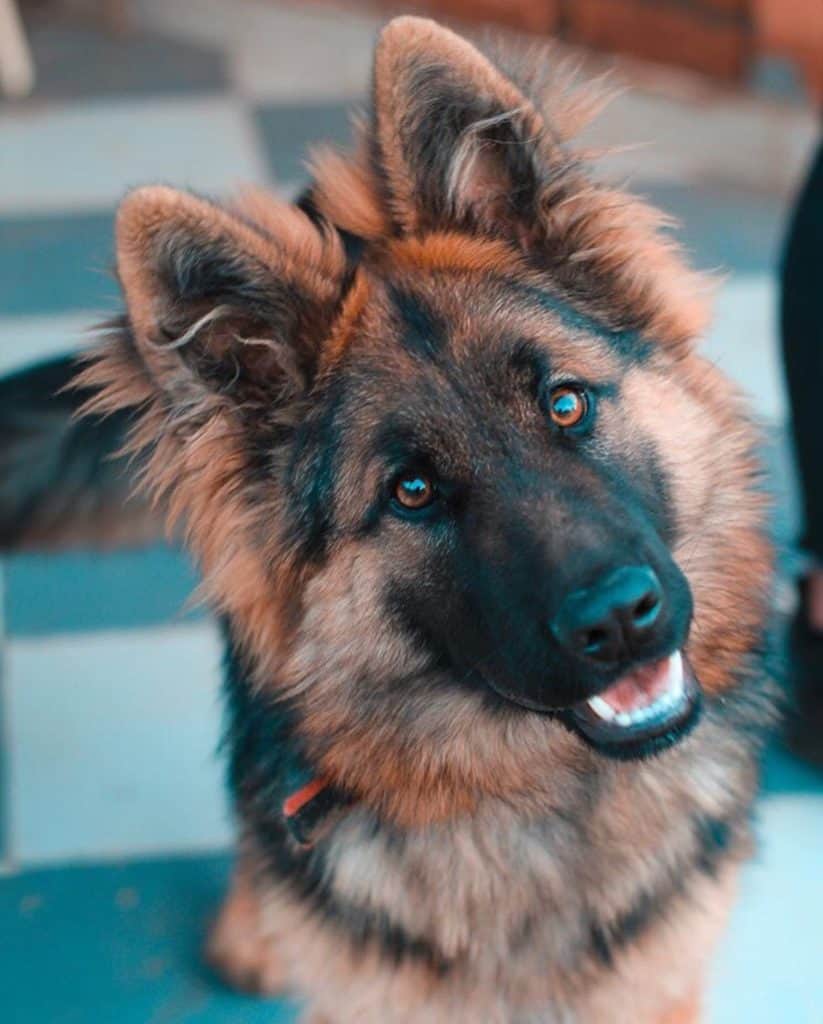 German-Shepherd-in-heat