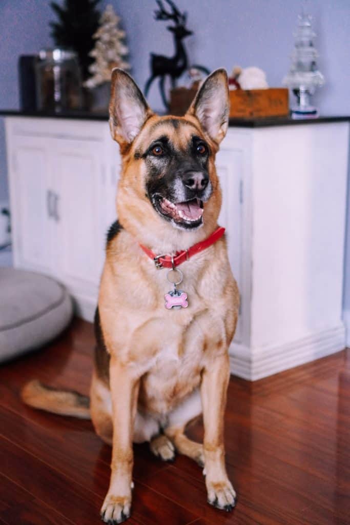 German-Shepherd-in-heat