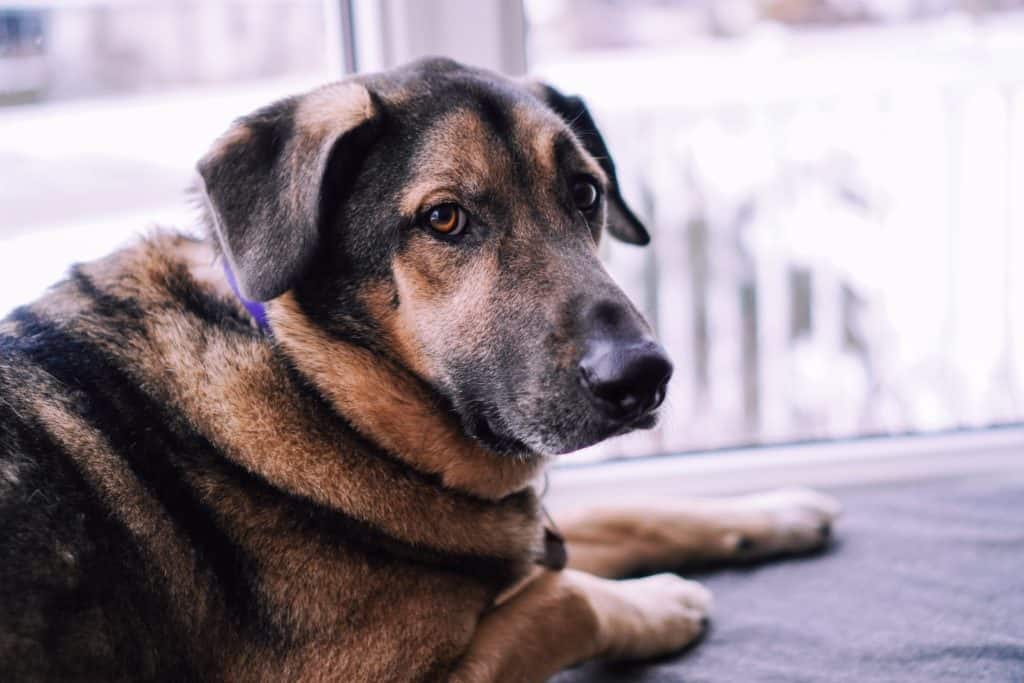 The-science-of-a-dog-in-heat