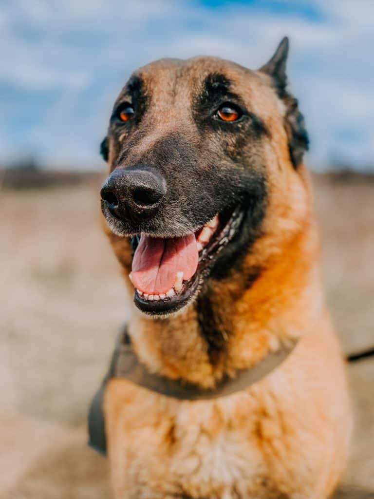 Caring-for-male-German-Shepherds-during-the-heat-cycle