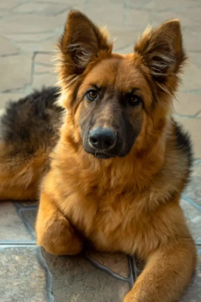 German-Shepherd-or-Goldendoodle