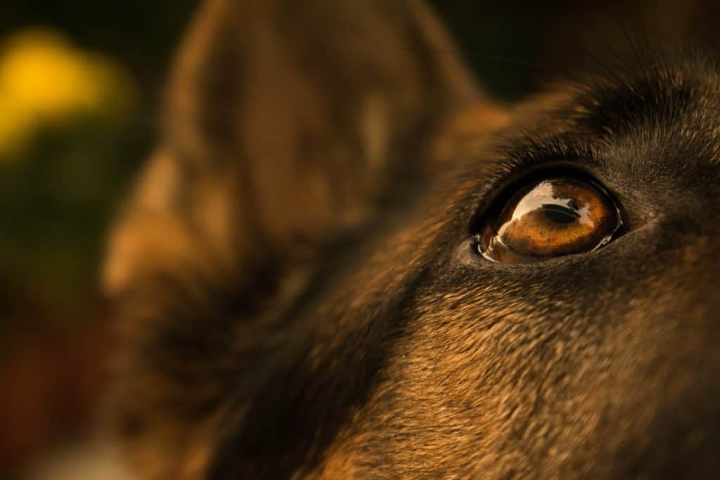 German-Shepherds-Eye-Boogers