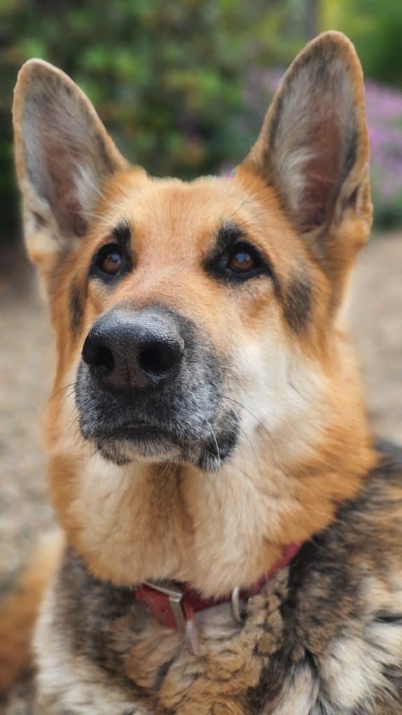 German-Shepherds-Eye-Boogers