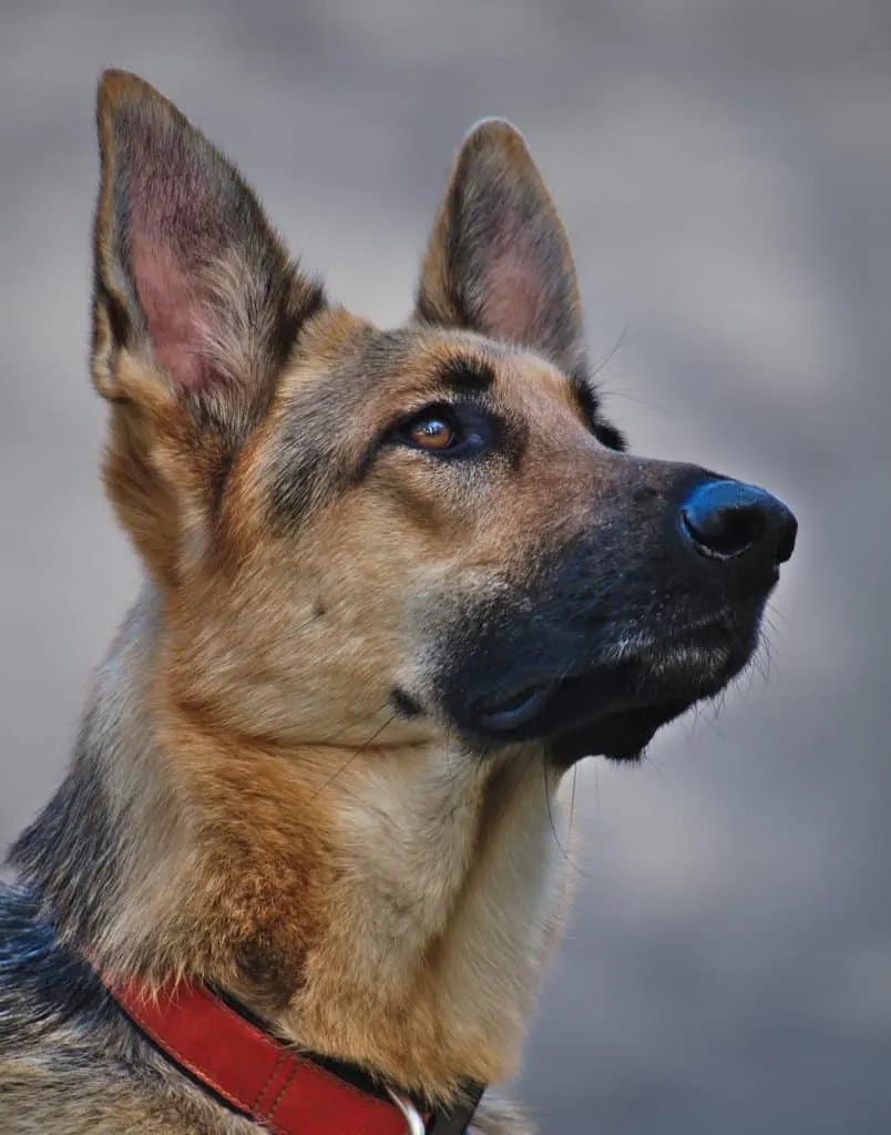 German-Shepherds-Eye-Boogers