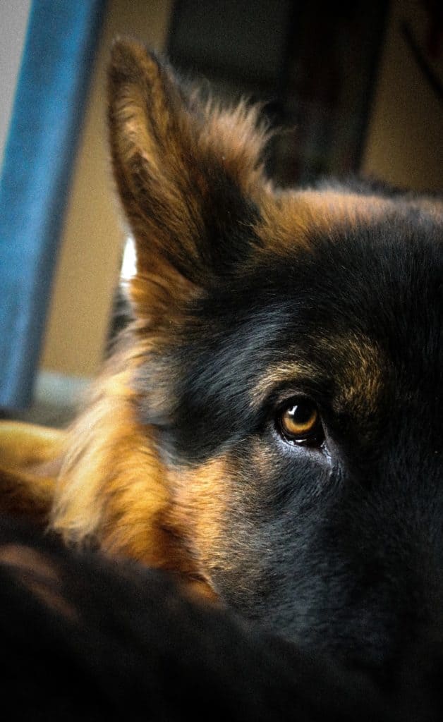 German-Shepherds-Eye-Boogers