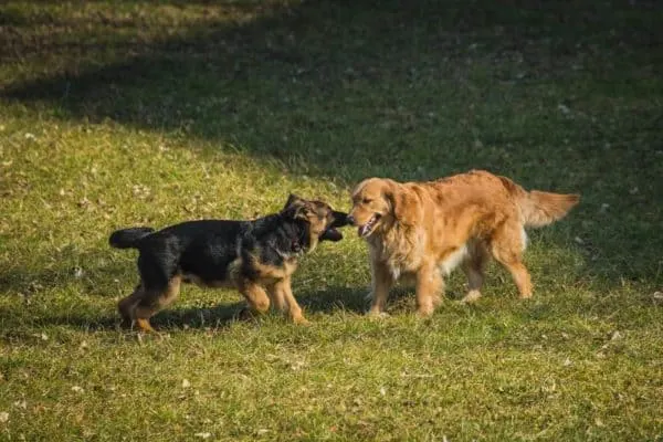 Golden-Retriever-German-Shepherd-Mix