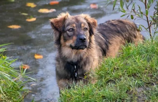 Golden-Retriever-German-Shepherd-Mix