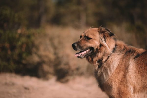 Golden-Retriever-German-Shepherd-Mix