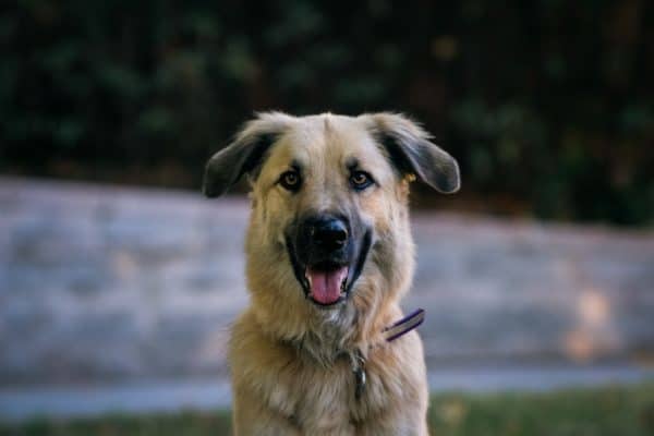 Golden-Retriever-German-Shepherd-Mix