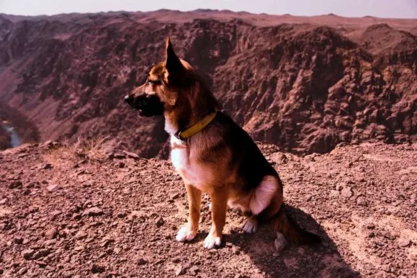 How-Big-Can-Your-German-Shepherd-Dog-Get