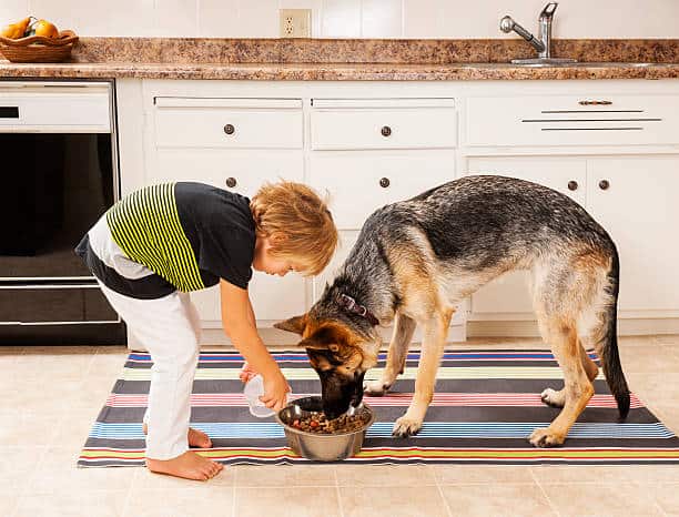 Kid-Feeding-German-Shepherd