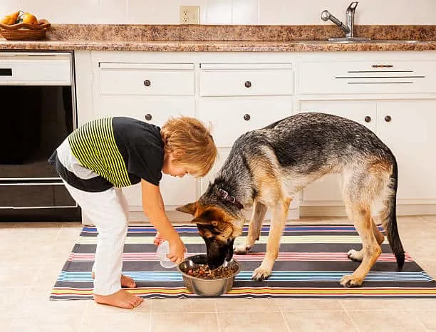 Kid-Feeding-German-Shepherd