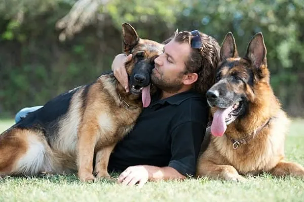 How-Do-German-Shepherds-Show-Affection