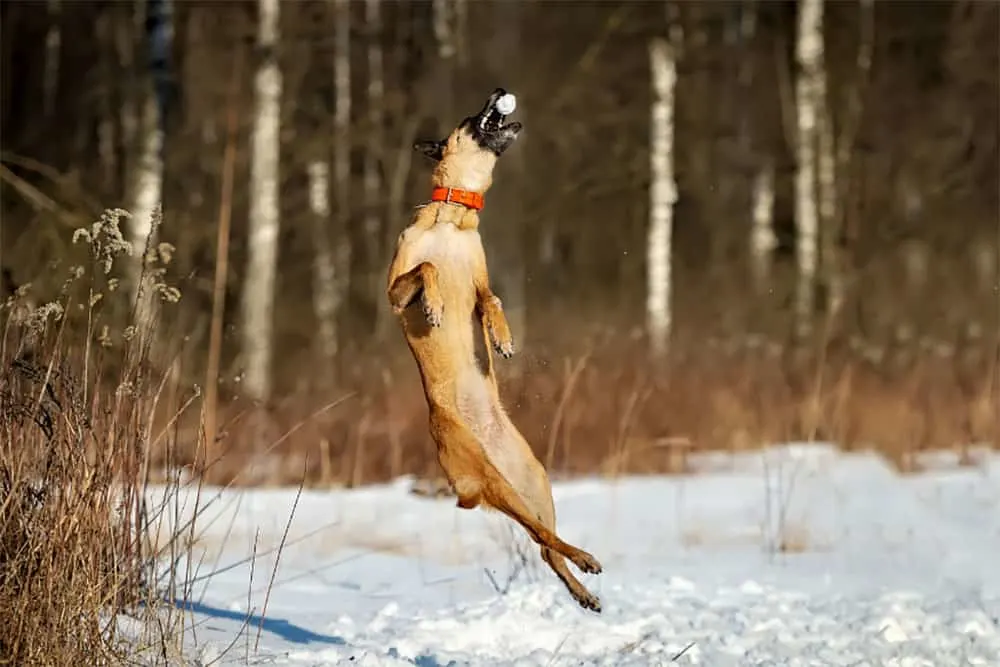 How-High-Can-A-Belgian-Malinois-Jump