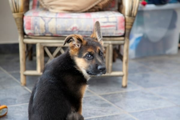 How-Often-Do-German-Shepherd-Puppies-Poop