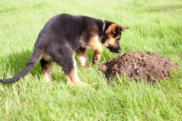 How-Often-Do-German-Shepherd-Puppies-Poop