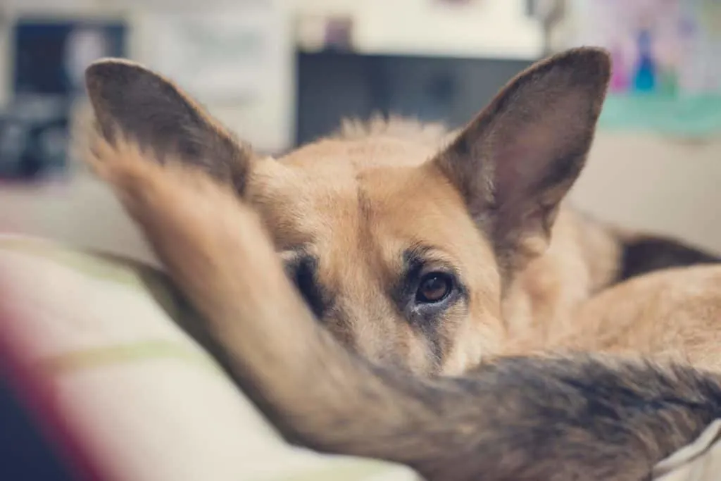 How-to-tell-if-your-German-Shepherds-is-Overweight