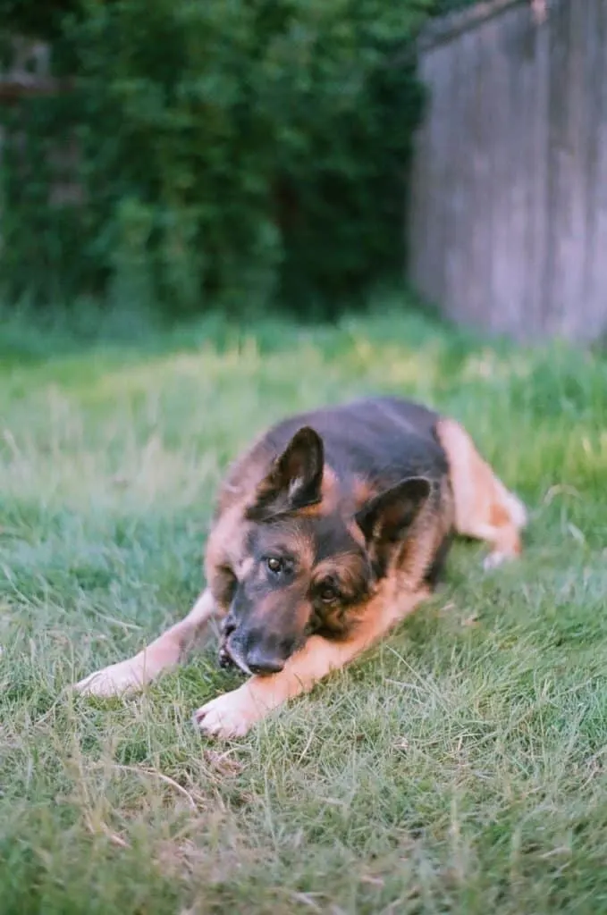 How-to-tell-if-your-German-Shepherds-is-Overweight