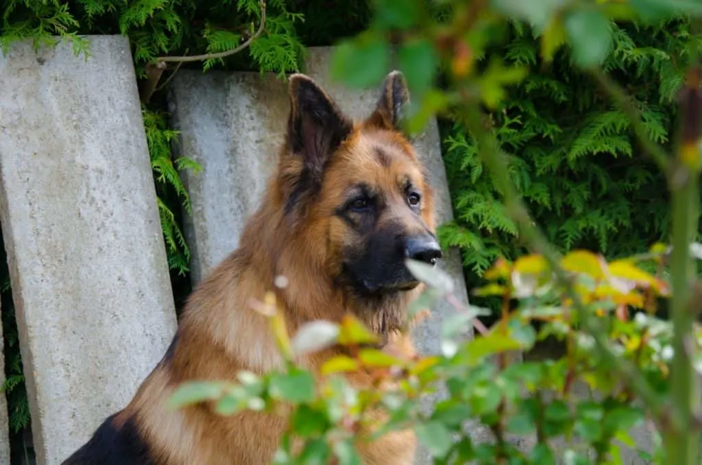 How-to-tell-if-your-German-Shepherds-is-Overweight