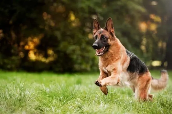 How-long-do-German-Shepherds-live