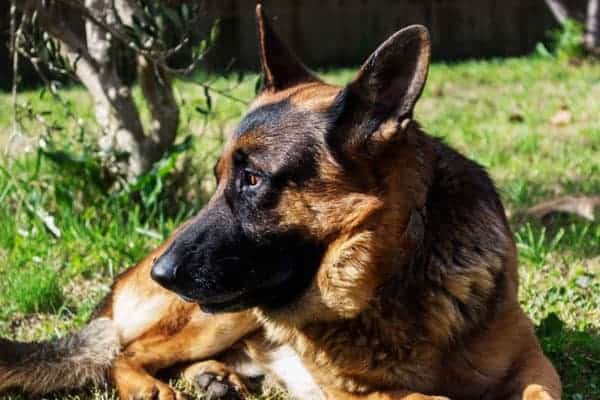 German-Shepherds-laying-in-the-grass