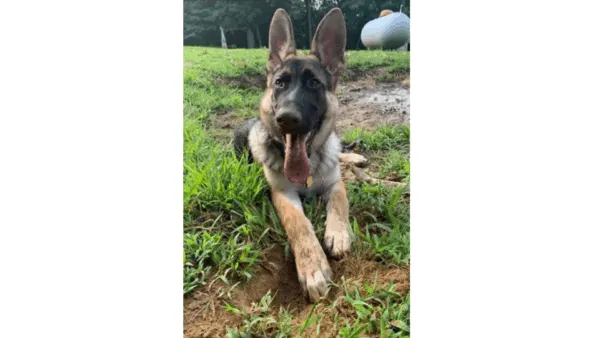 german-shepherd-puppy-laying-in-dirt